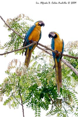 blue and yellow macaws