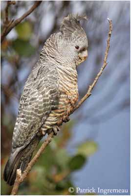 Gang-gang Cockatoo