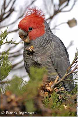 Gang-gang Cockatoo