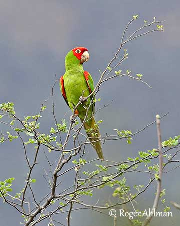 TVsæt Myrde Skinnende Red-masked Parakeet