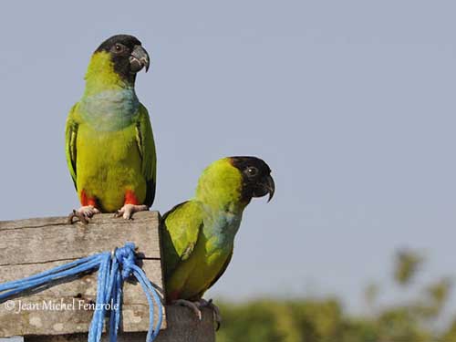 Conure nanday