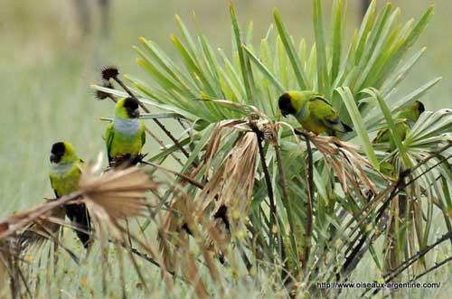 Nanday conure clearance