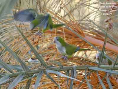 Conure veuve