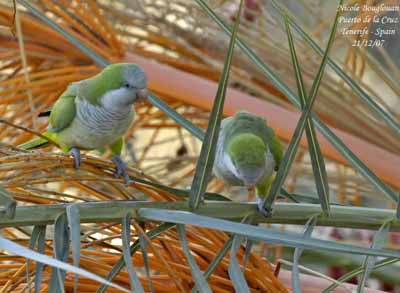 Conure veuve