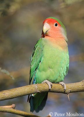 Green Peach Faced Lovebird