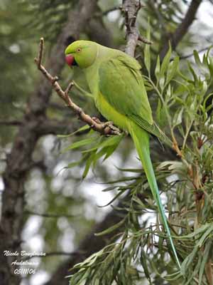 Female Rose-ringed Parakeet Psittacula Krameri Doing Stock Photo 1516040939  | Shutterstock