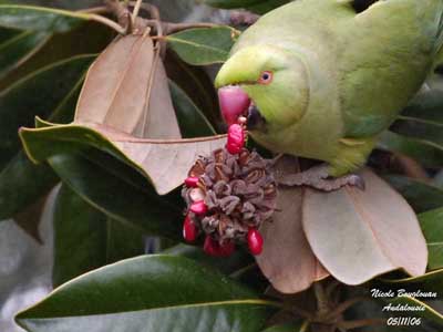 Island Conservation Invasive Parakeets Disrupt Hawaii's Agriculture -  Island Conservation