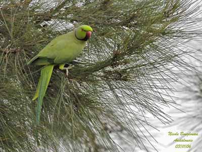 The rose-ringed parakeet (Psittacula krameri), also known as the ring-necked  parakeet, is a medium-sized parrot. Beautiful colourful green parrot, cut  Stock Photo - Alamy