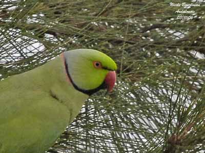 Ringneck Parakeets Fact Sheet - Northern Parrots