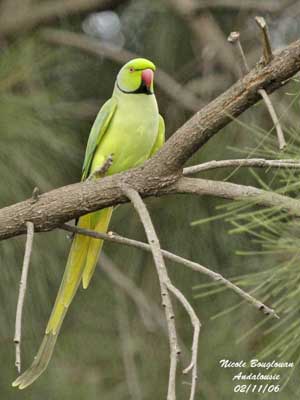 Rose-ringed parakeet - Province - Diputación de Málaga