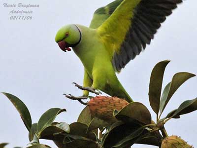 Rose Ringed Parakeet Bird Animal - Free photo on Pixabay - Pixabay