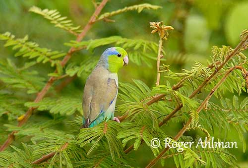 Pacific Parrotlet
