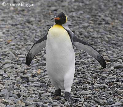 King Penguin