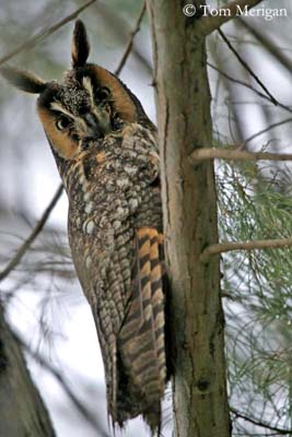 Le Hibou Est Un Oiseau De Proie.